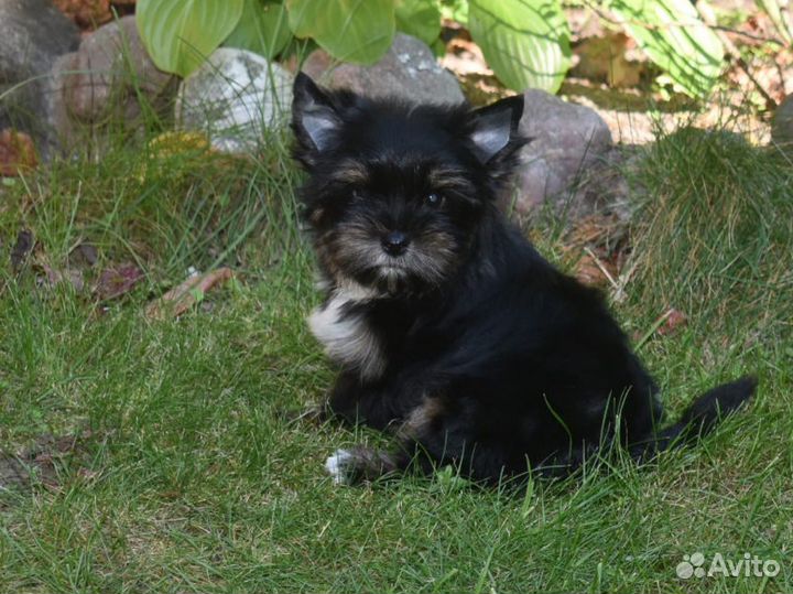 Йоркширский терьер черный