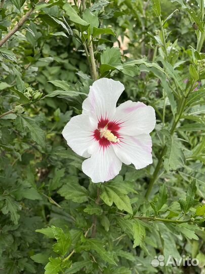 Гибискус сирийский