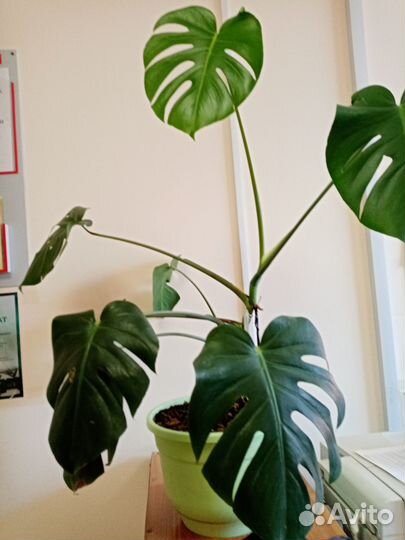 Комнатные растения цветы большие