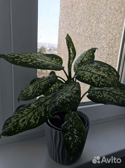 Диффенбахия