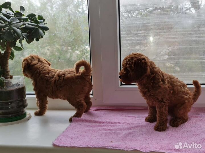 Той-пудель, Бишон Фризе, Пушоны щенки и взр, вязка