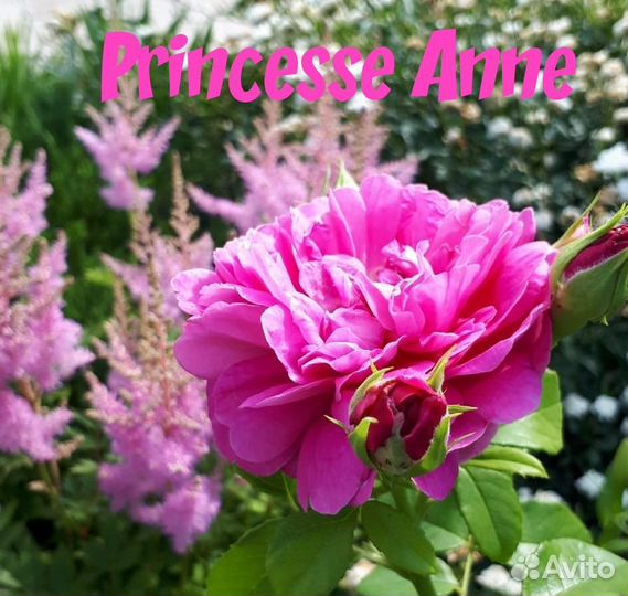 Розы саженцы зкс