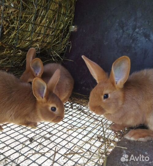 Кролики нзк и Калифорнийские