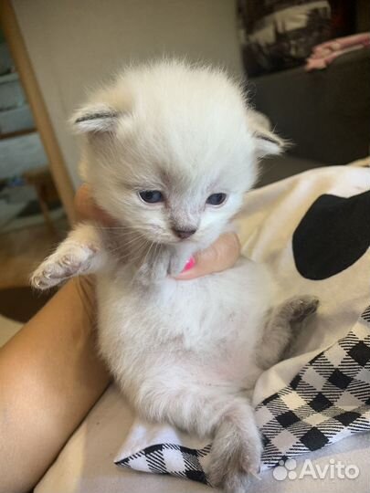 Котятки голубоглазые