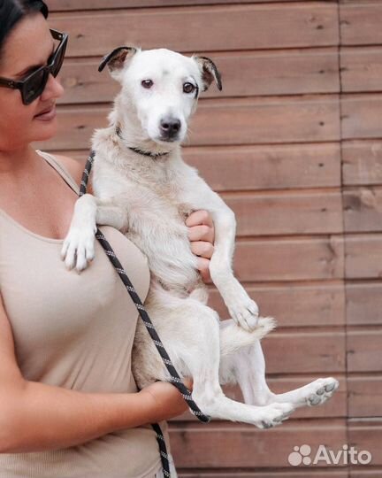 Парсон Рассел терьер маленькая собака добрые руки