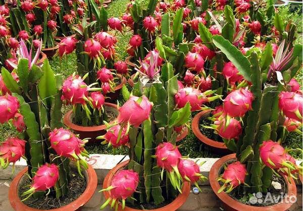 Растение Питахайя, (драгонфрут)