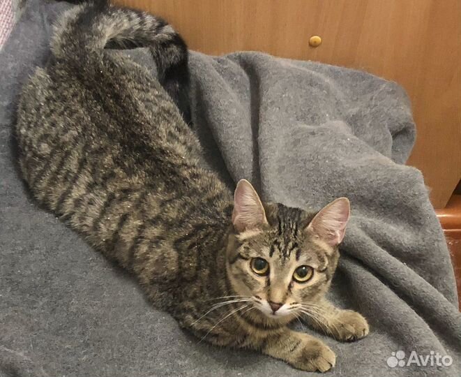 Чуча - стерильная подросток-девочка в дар