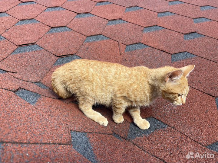 Продаются котята