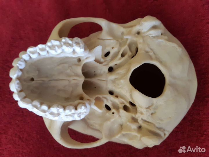 Череп Анатомический Пособие Хэллуин