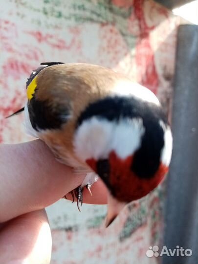 Певчие лесные птицы