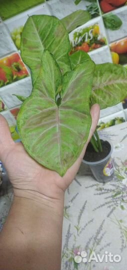 Сингониум конфети