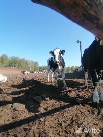 Телята. Бычки. Тёлочки