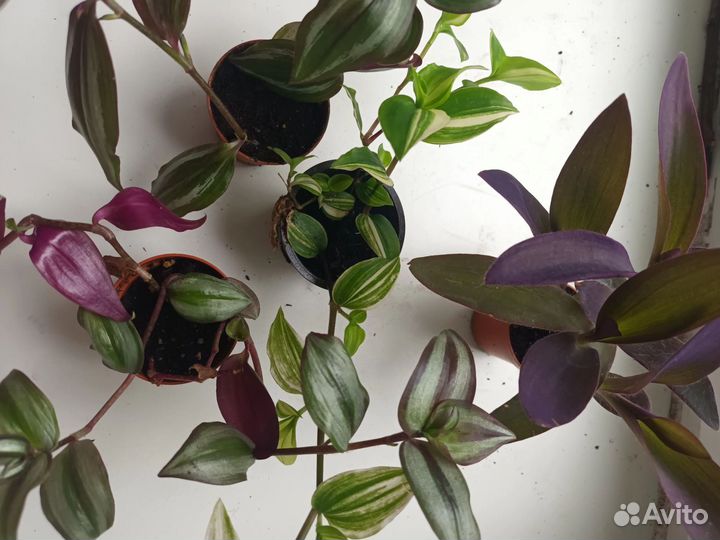 Коллекция традесканций