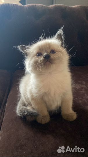 Невские маскарадные котята