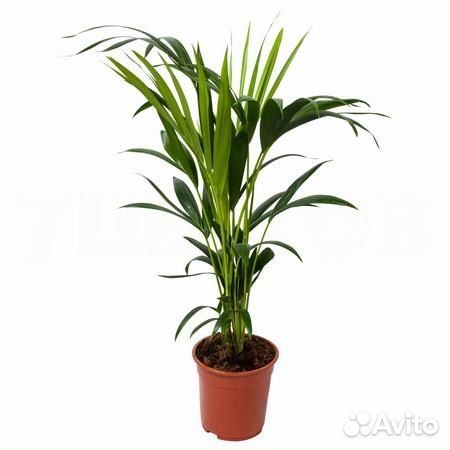 Стильные растения