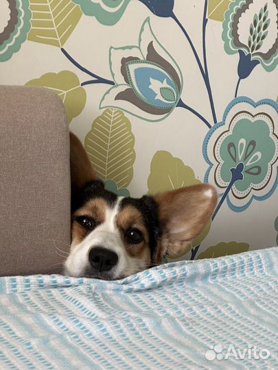 Вельш-корги кардиган