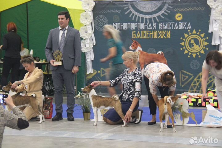 Вязка кобель басенджи