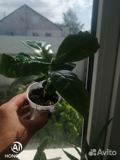 Кофейное дерево