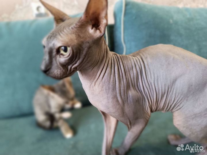 Кошки в добрые руки бесплатно