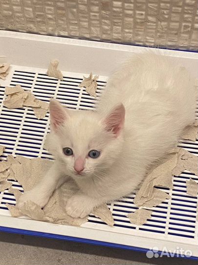 Турецкая ангора