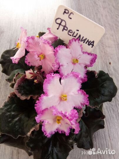 Цветущие фиалки