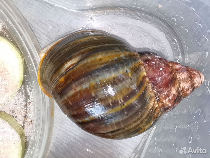 Улитка архахатина Бенин