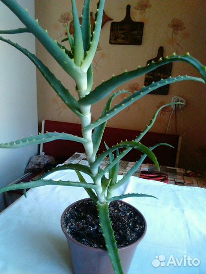 Алое лечебное