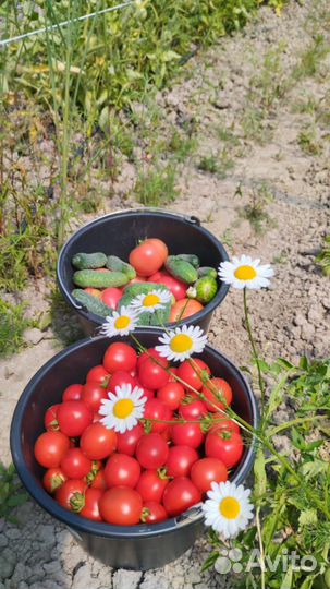 Засолочные томаты