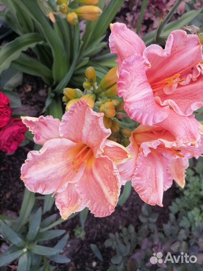 Лилейники сортовые