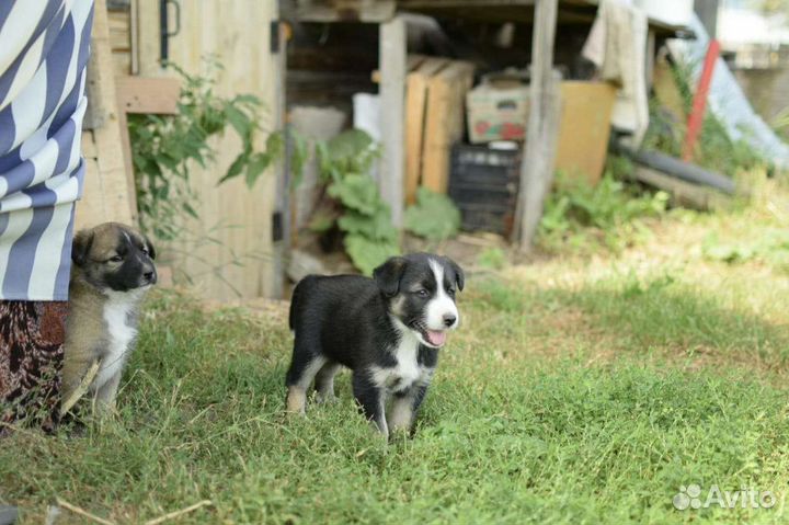Щенки лайки