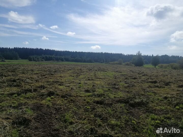 Продам сено в рулонах