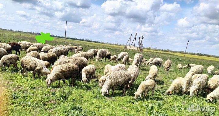 Бараны ярки молодняк