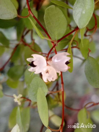 Мюленбекия спутанная