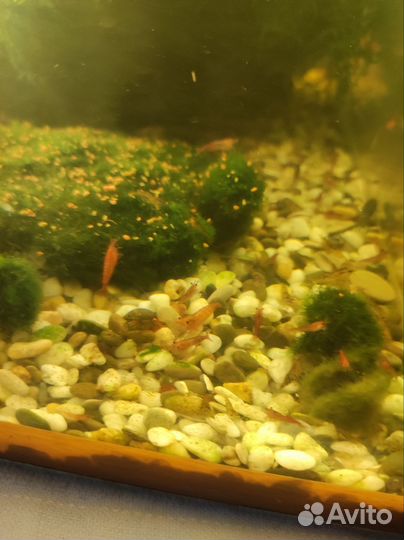 Аквариумные креветки