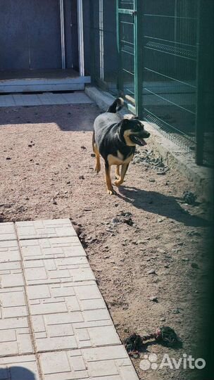 Добрая собака из приюта в добрые руки