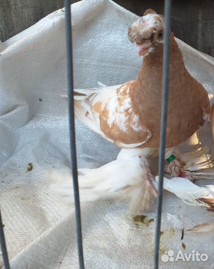 Голуби узбекские