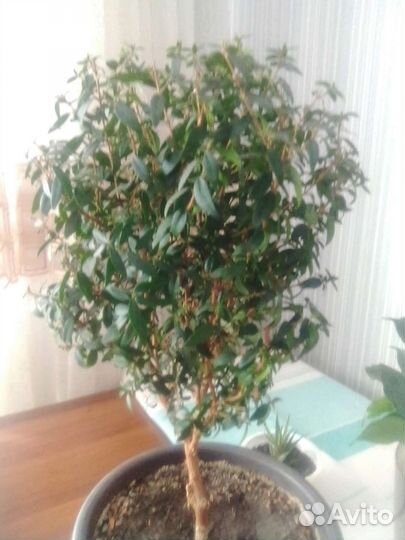 Комнатные цветы пальма, фикус, мирт, суккуленты