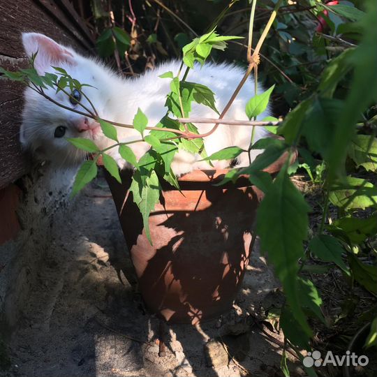 Отдадим даром котят. Возраст 1,5 месяца