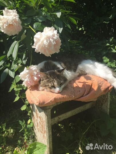 Пионы саженцы корни