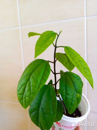 Клеродендрум Томпсона