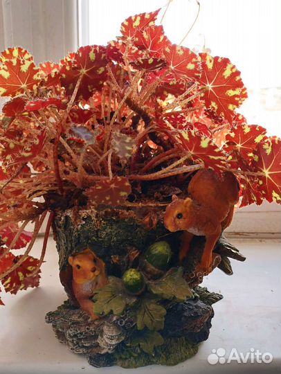 Цикламен европейский, алоэ, бегония тигровая, ирис