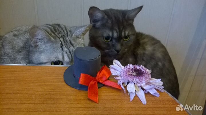 Отдам в добрые руки