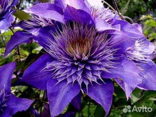 Клематис мульти блю