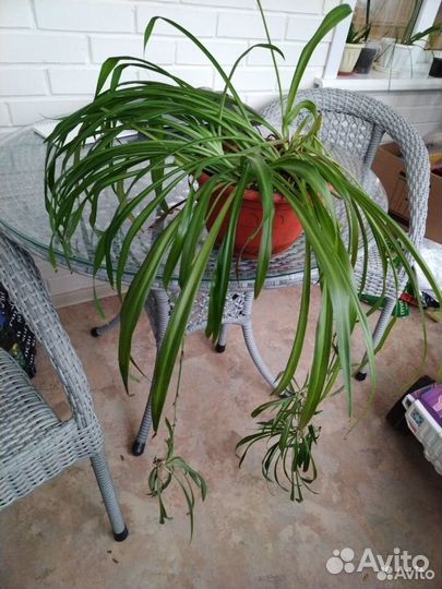 Хлорофитум