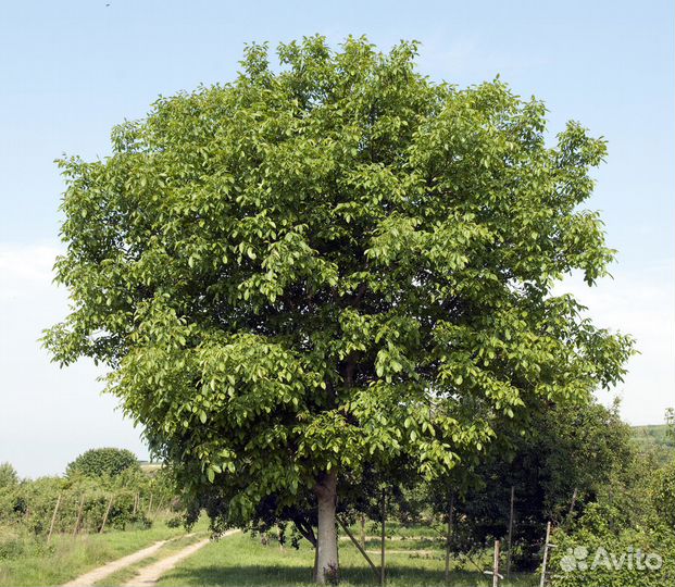 Грецкий орех + Саженцы