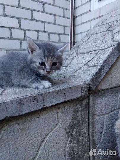 Бесплатно