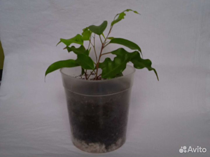 Фикус Бенжамина пестролистный