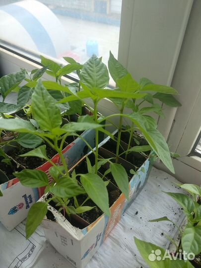 Рассада перца сладкого и горького