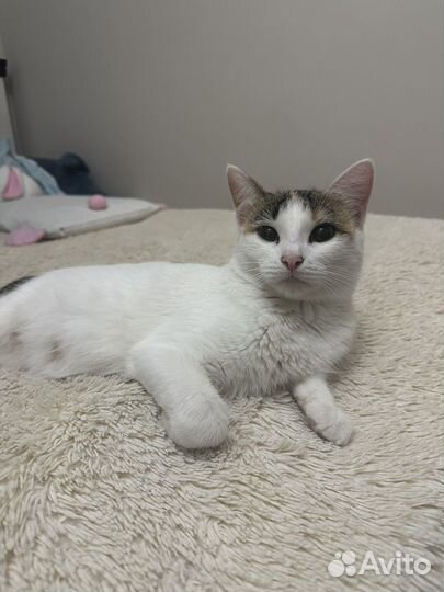 Кошки