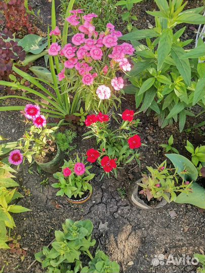 Гвоздика многолетняя